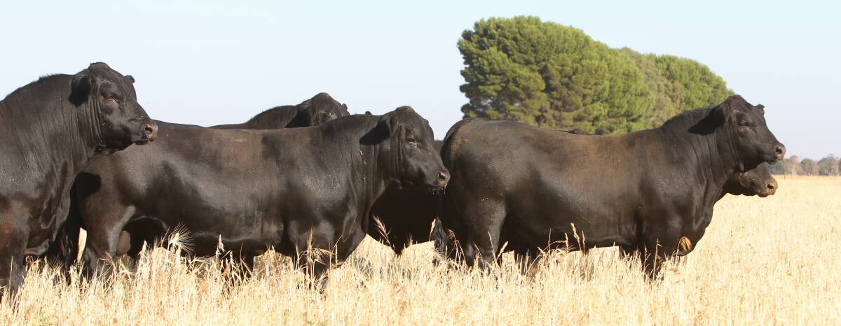 Hazeldean to sell 100 top quality Angus bulls at upcoming sale