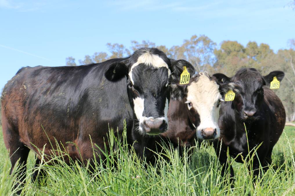 The Herefords Australia Black Baldy Trial has revealed black baldy steers have a higher carcase weight, fat depth and eye muscle area than Angus.