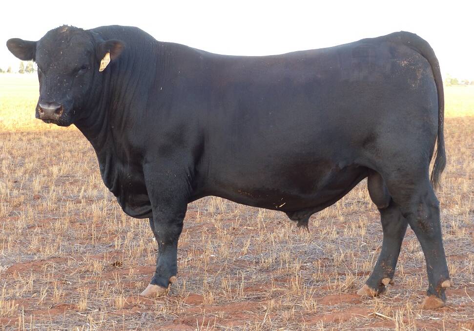 HIGH QUALITY: Lot 3 from Hardhat Angus' massive bull sale, which will be held at Myrella Cattle Yards in Harden on July 31.