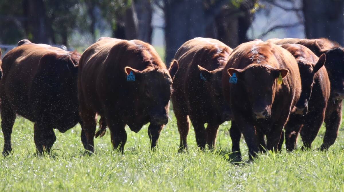 Hicks Beef focus on profitability through genetic gain