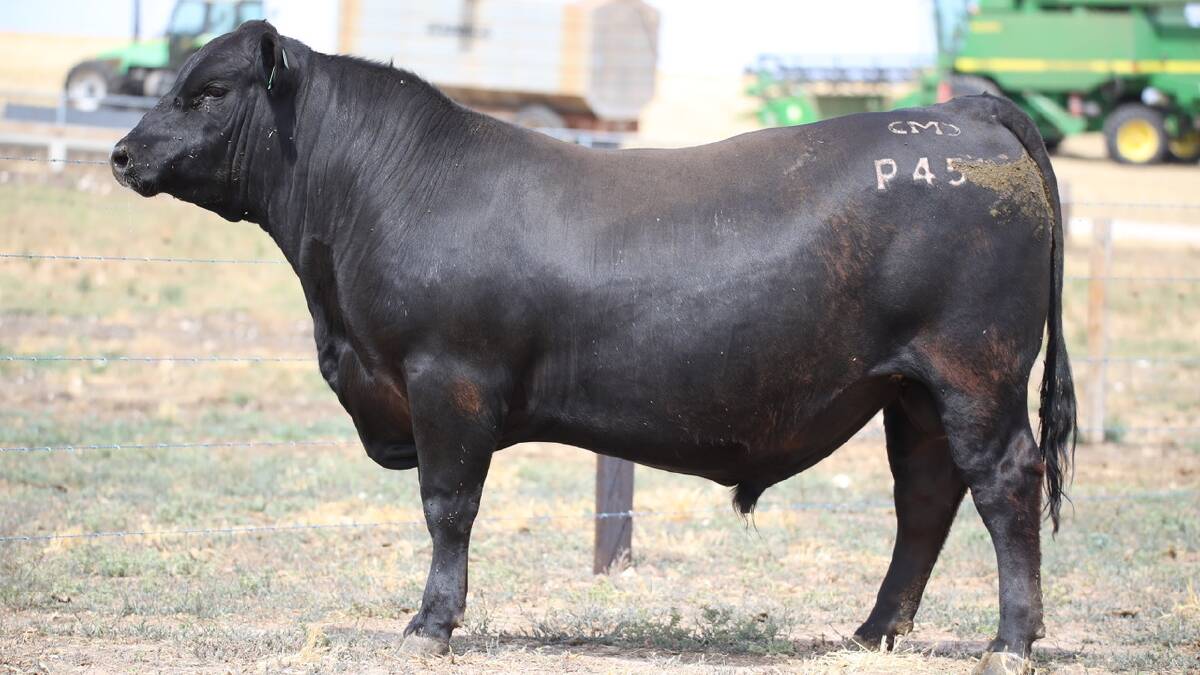 Renowned Limousin stud Mandayen shaking up the Angus industry