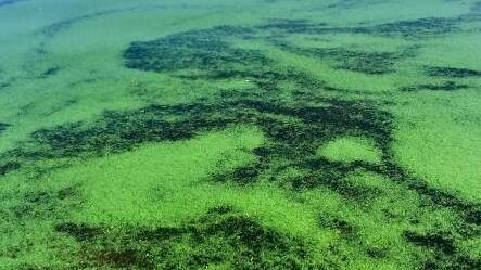 UNEXPECTED: A total of 20 NSW rivers and dams are under the red alert (high alert) for blue-green algae.. Photos: SUPPLIED