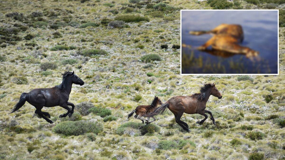 Decaying brumby corpses have been found in waterways of the Snowy Mountains. Pictures Finbar O'Mallon, supplied