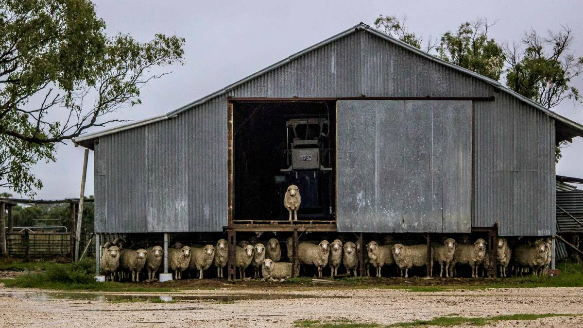 Shedding Sheep is one of Chantel McAlister's iconic photographs showcasing the wool industry. Photo courtesy Chantel Renae Photography.