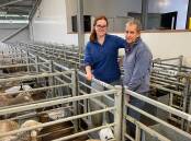 UNE masters student Brianna Carney and technician Jill Dawson with sheep that will be involved in the asparagopsis research project. 