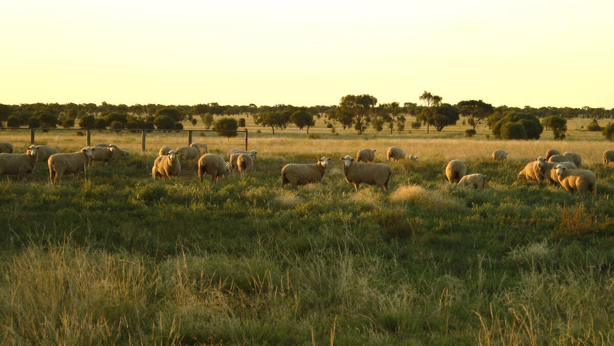 Meat & Livestock Australia has released its latest projections for the national sheep flock. Photo: Sally Gall