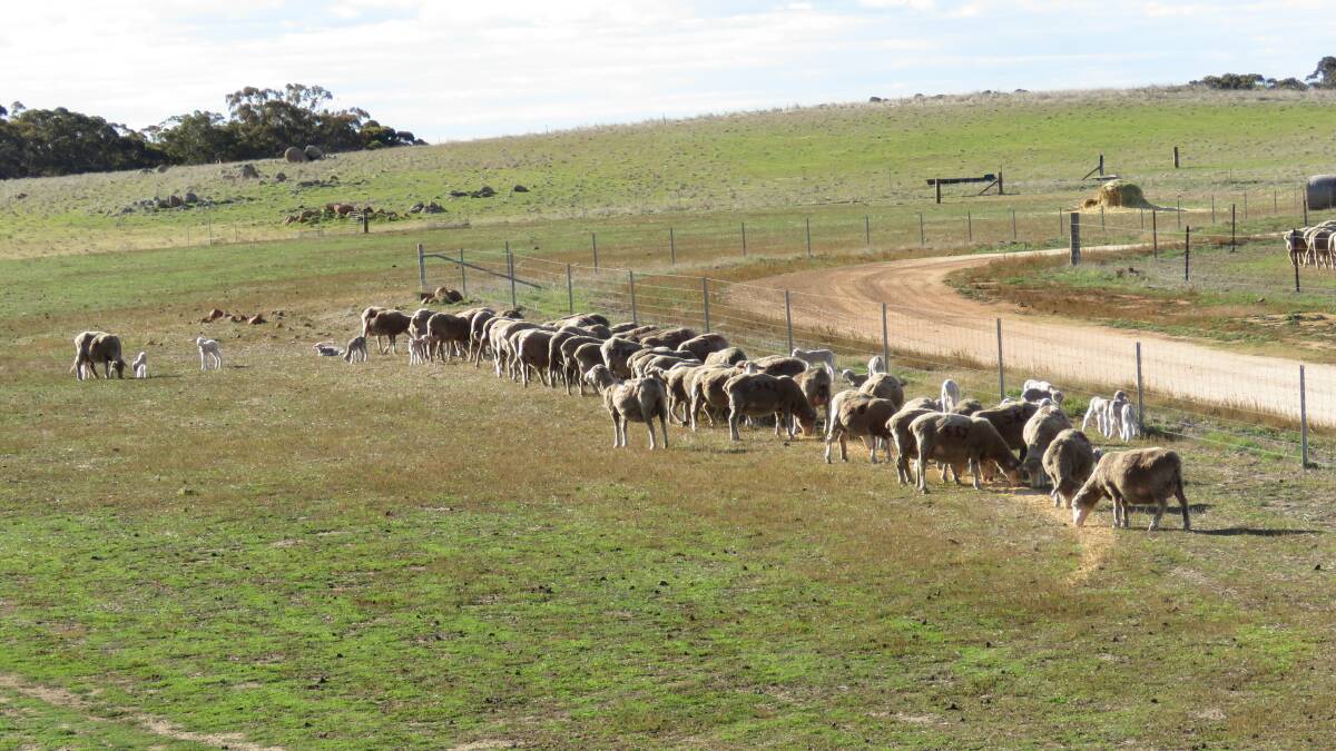 A project led by Murdock University will look at the best strategies for supplementary feeding lambing ewes. 
