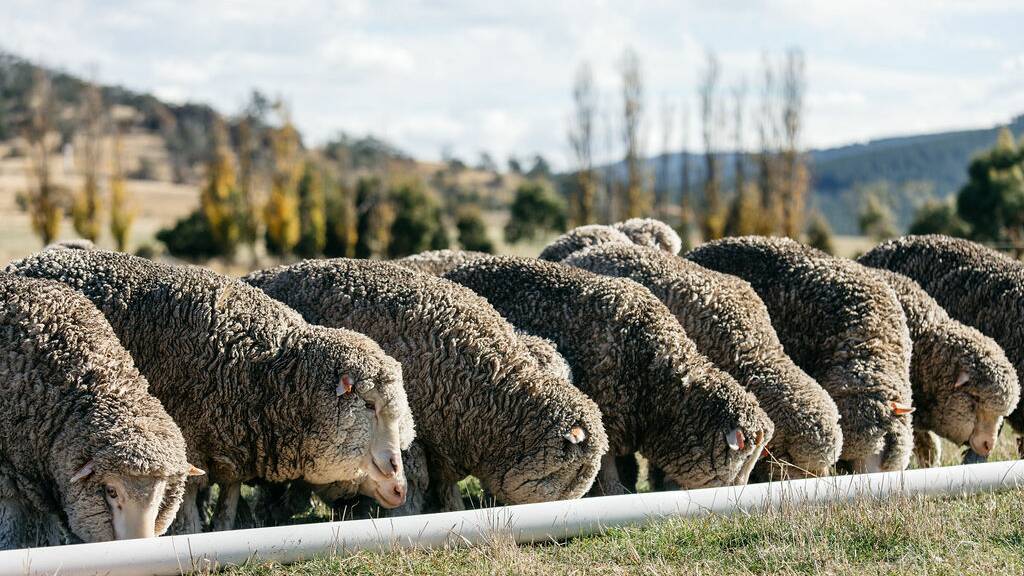 Merinos from Simon Cameron's farm Kingston in Tasmania were involved in the MJ Bale carbon neutral wool trial. Photo: Melanie Kate Photography. 