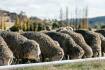 Carbon neutral wool trial results in