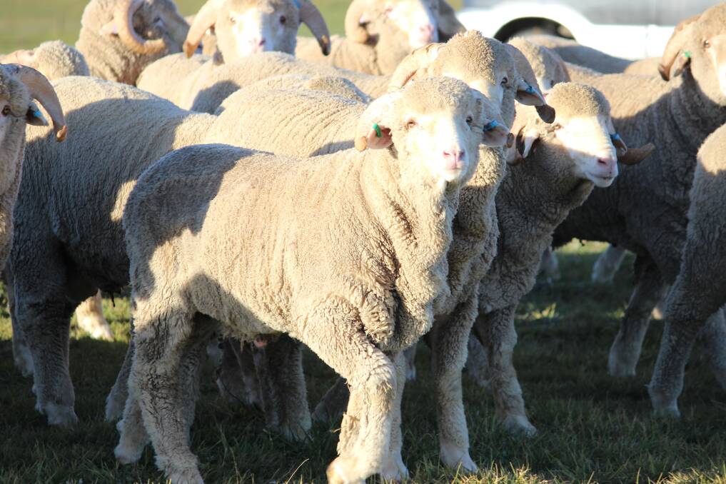 SURVIVABILITY: Nathan Scott of Achieve Ag Solutions shared tips for lifting lamb survival during a webinar in MLA's productivity and profitability series.