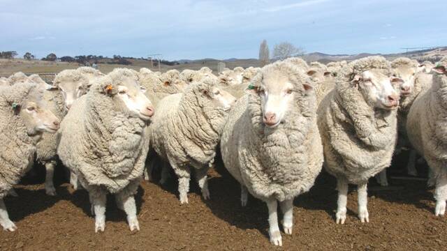 Australian Woolgrowers Association has described the candidates running for the AWI board as a "quality group". 