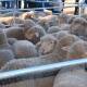 Tighter yardings expected to drive up lamb demand
