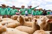 Sheepmeat's stellar year
