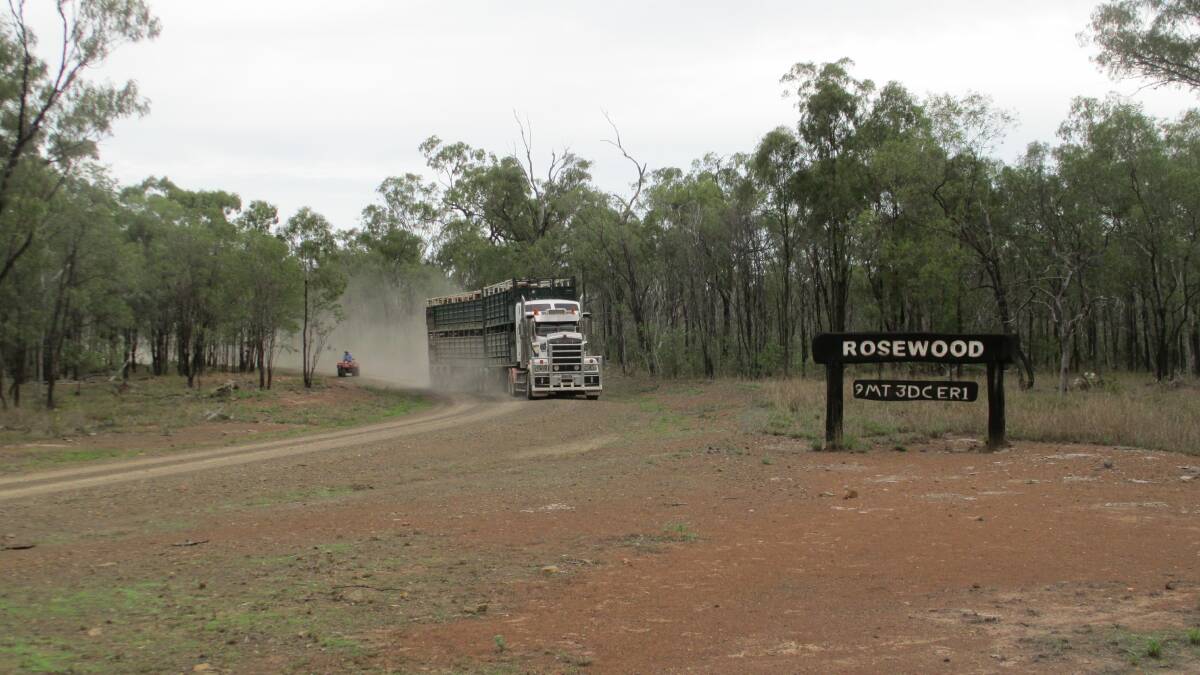 A truck of cattle from Rosewood Charbray leaves for Smithfield Feedlot, destined for a branded beef product. 
