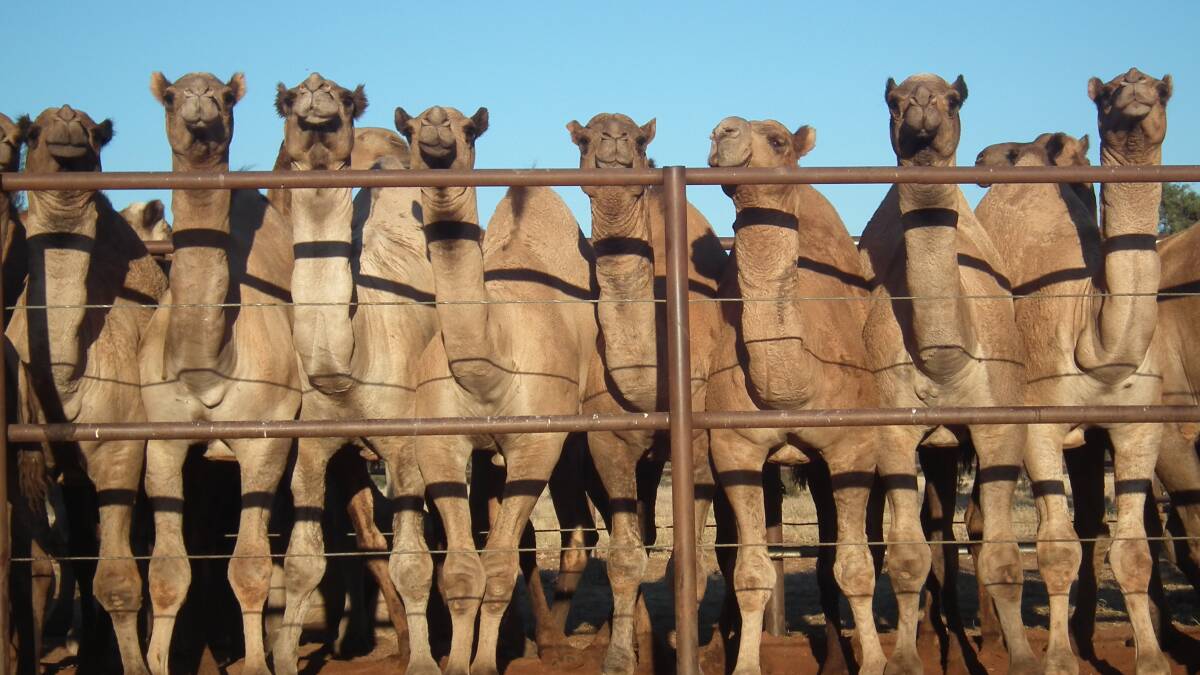 Paddy McHugh believes more could be done to build Australia's camel meat industry. 