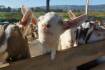 Goat production hits highest level in two and a half years