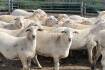 Aussie White ewe price soars again