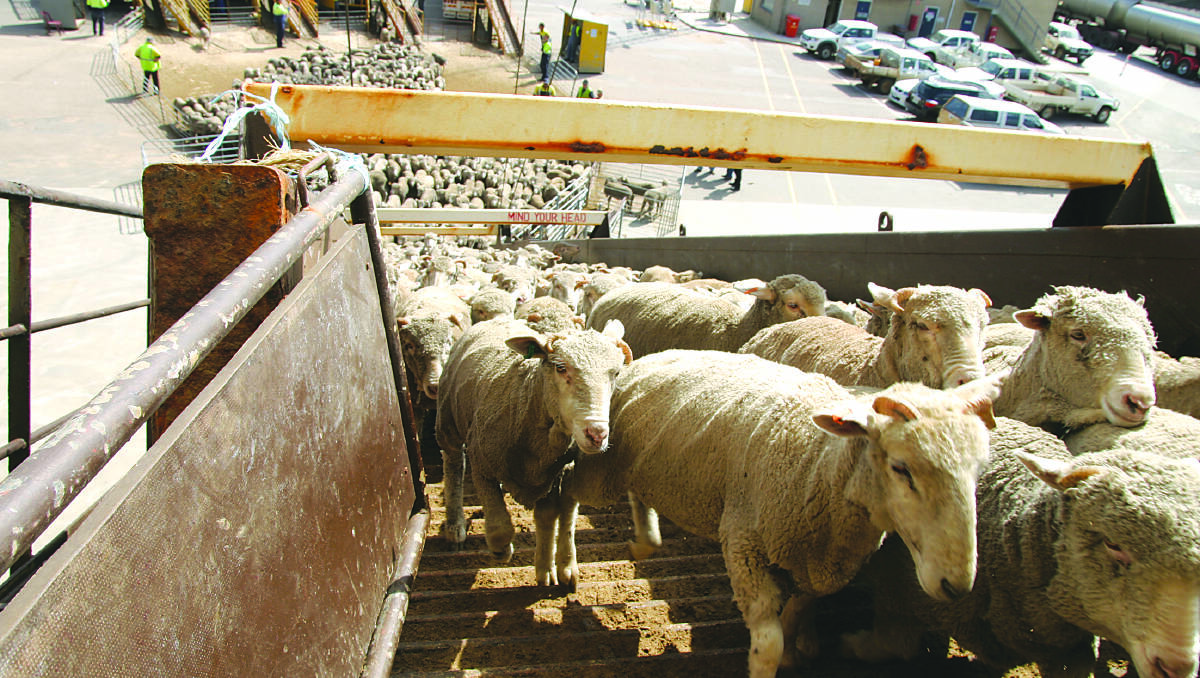 The live sheep ban proposal is one of a number of issues that agricultural leaders plan to use to change voters' minds. FILE PHOTO.