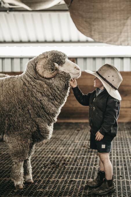 Elena Chalker's son Joseph, 4, with one of the Lach River Merino stud rams.