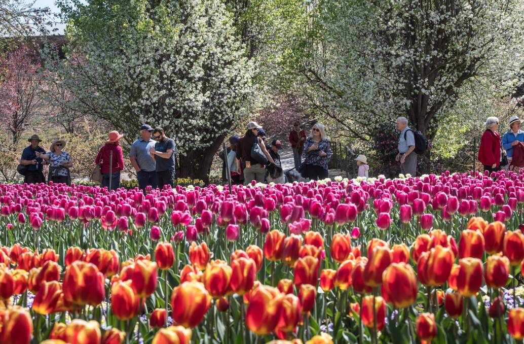 Tulip Top in all its glory, attracting thousands of visitors in a pre-pandemic 2019. Picture: Karleen Minney