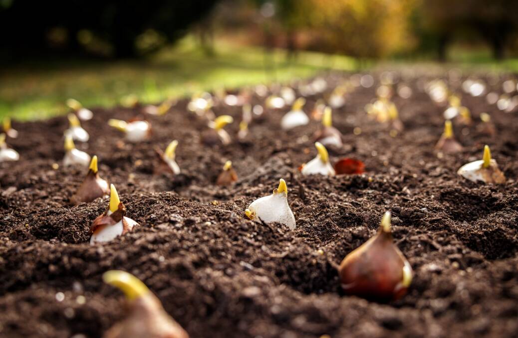 Hand-planted bulbs being prepared for their winter slumber. Picture: Sitthixay Ditthavong