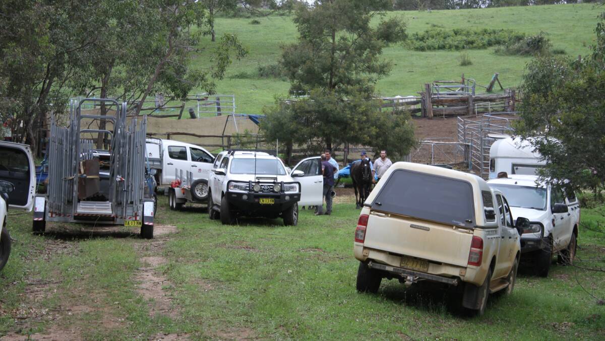 Police, LLS and RSPCA personnel launch a large operation to round up and impound dozens of horses, cattle and sheep being kept on Crown Land at Candelo