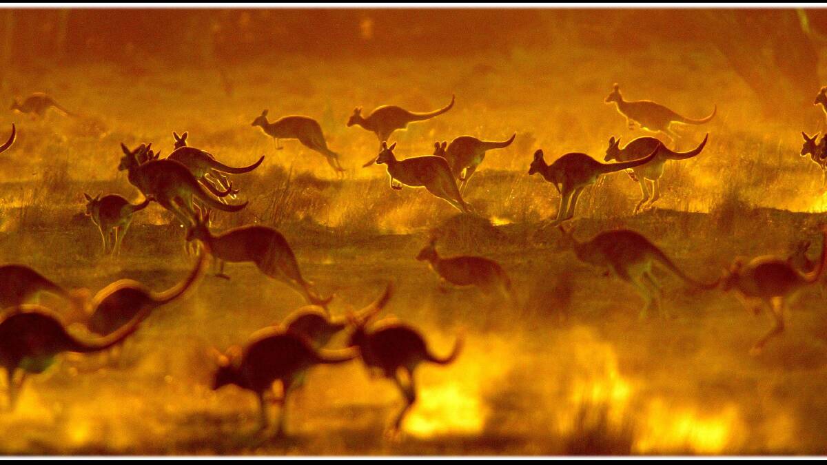 Roos in Macquarie marshes. Photo by Dallas Kilponen.