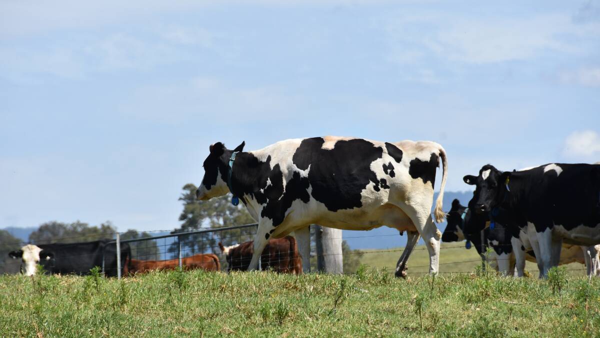Green pastures for dairy cows in the Bega Valley although the rampant kikuyu is outgrowing its productive start after good rain. 