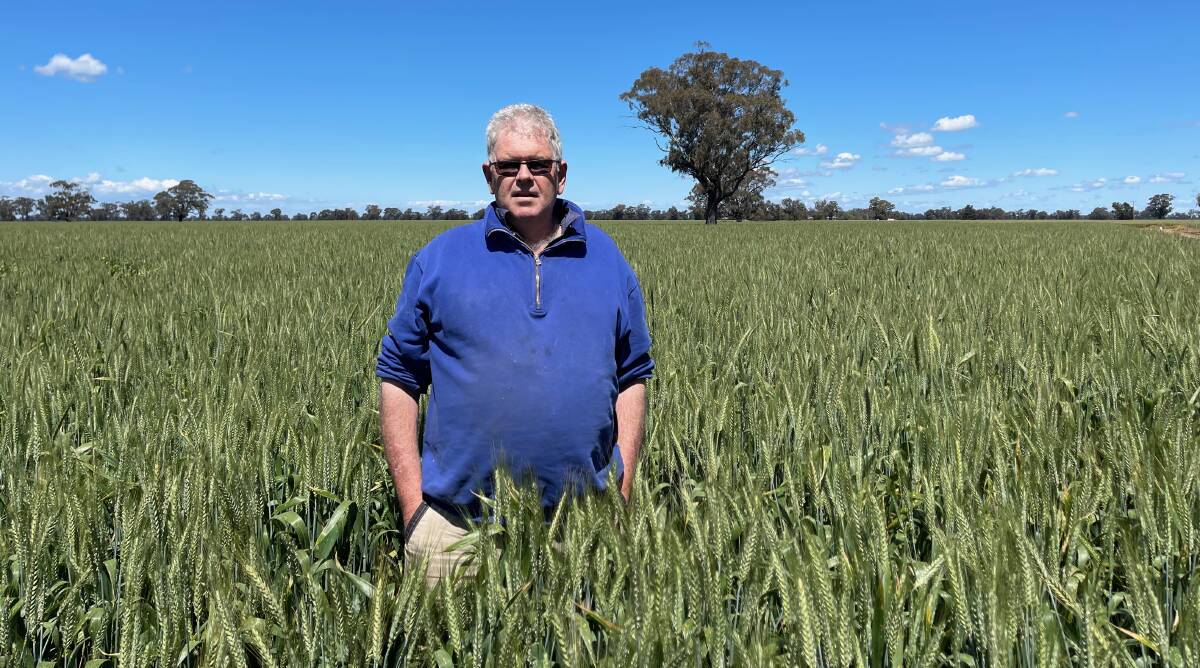 Craig Marshall, Redbank, Rennie with his Kittyhawk variety wheat crop this year, which he hopes will yield 6.5t/ha. It's been a wet spring so far.