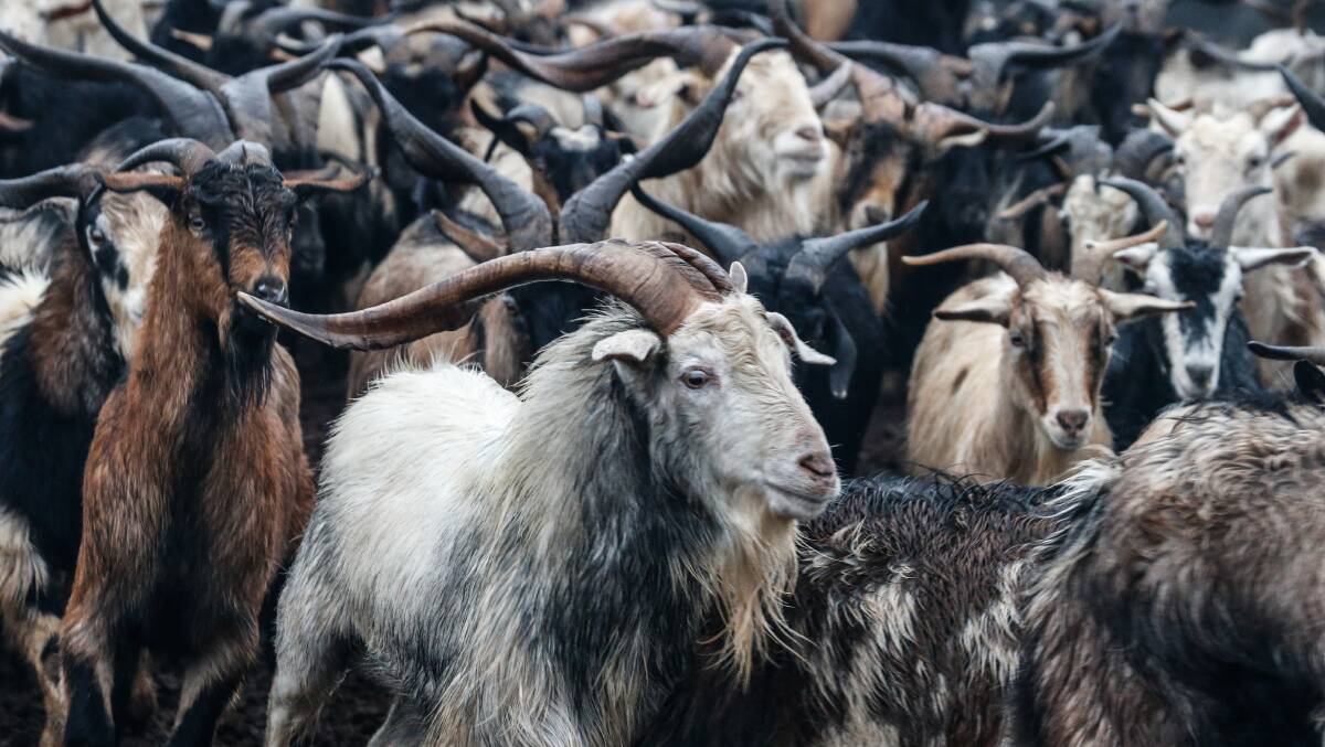 Rain and drought have both been blamed at times for the lack of goats forcing the suspension of the Bourke abattoir operations, now for sale.