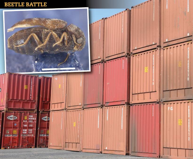 It's a race against time to stop the entry of the grain-eating Khapra beetle into Australia with new fumigation rules for sea containers heading to grain areas of Australia.