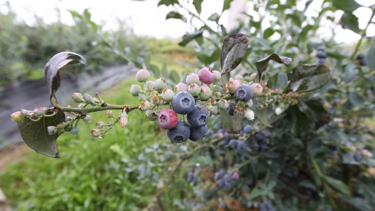 A rapid expansion of blueberry farms has upset some people in the Coffs Harbour area concerned at a lack of regulation.