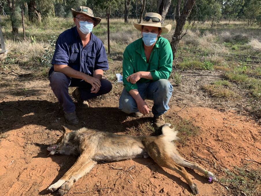Coolatai landholder Michael Grabham with trapper Brian Campion and the rogue wild dog that killed hundreds of sheep.