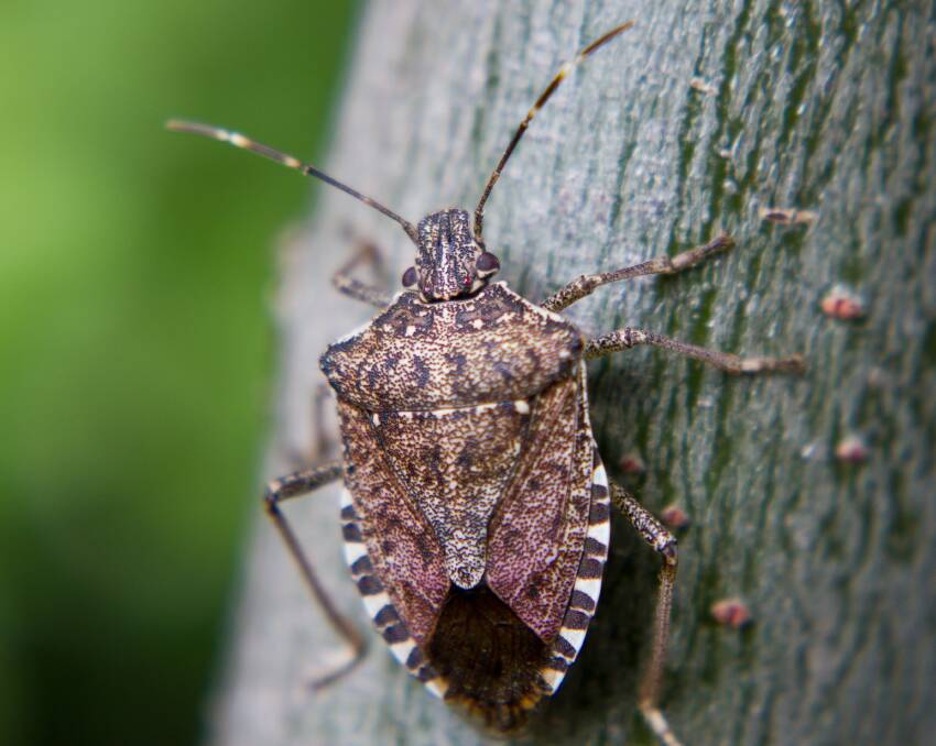 The exotic Brown Marmorated Italian stink bug could have devastated the hort industry if it hadn't been found by a warehouse operator and then eradicated by NSW Biosecurity officers.