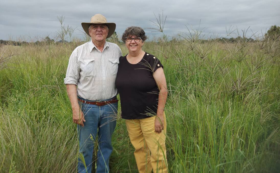 Lee and Suzanne Young, one of the recent winners of the MLA beef producers awards for Excellence in Eating quality. A major part of their success is attributed to high quality pastures, such as this Premier digit grass paddock. 