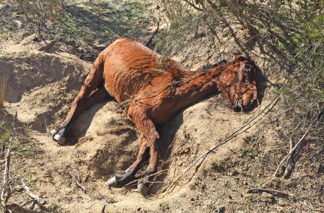 A brumby that had starved in south part of Kosciuszko.