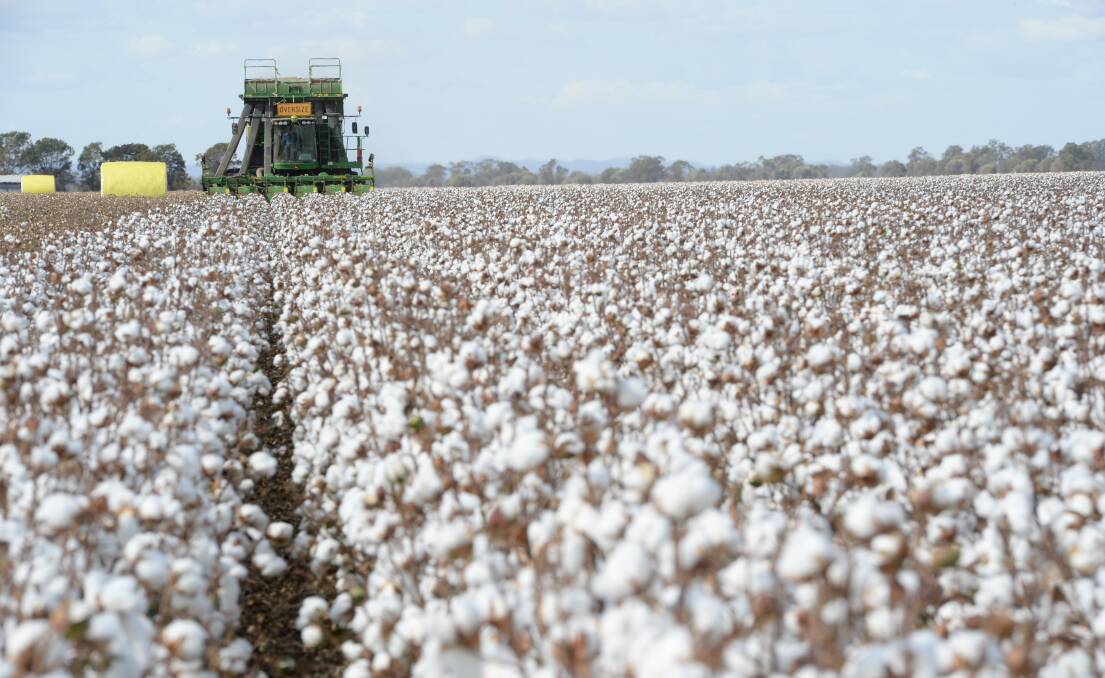 The cotton industry is looking at some glory years ahead with water storages filling and prices holding firm.