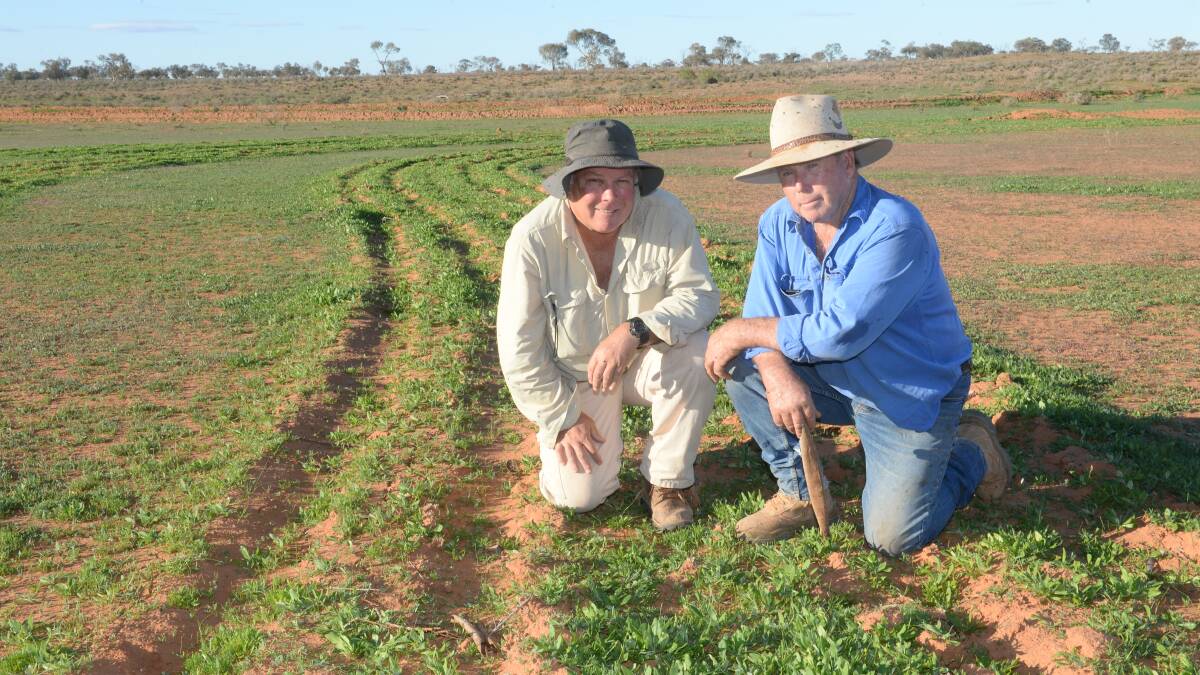 Barry Turner, Polpah, with EMU system trademark owner Hugh Pringle, look at growth on the farm in areas ripped up to help maintain soil moisture. Photos by Rachael Webb.