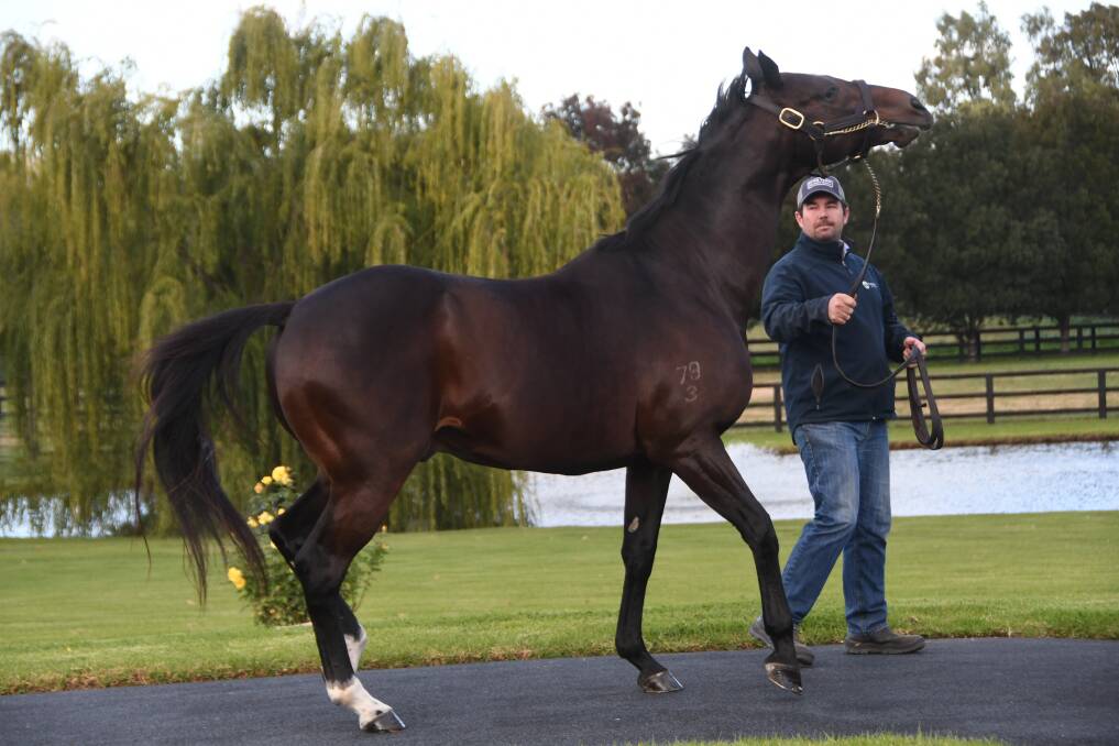 Value Danehill grandson and prolific sire of winners Casino Prince, and handler Dwane Wilkinson, at Vinery Stud, Scone. Photo Virginia Harvey. 