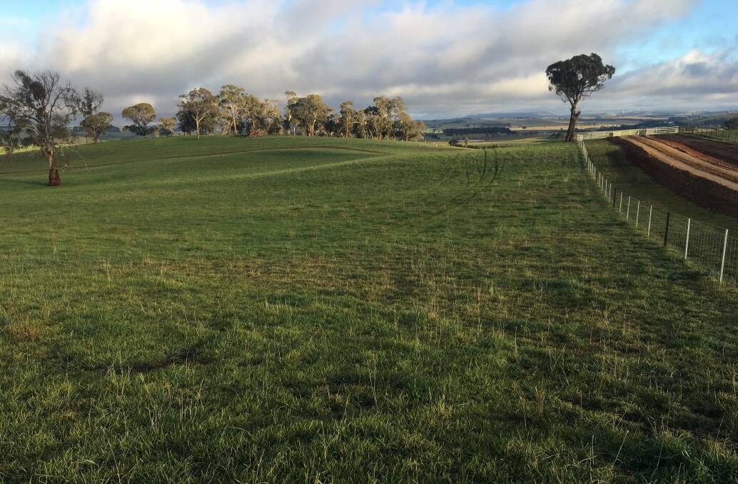 Craiglea Pastoral has completed its first serious Gib acid application to pastures, recording strong growth in dry matter, with cattle enjoying pastures to the same benefit as the forage crops they had just come from.