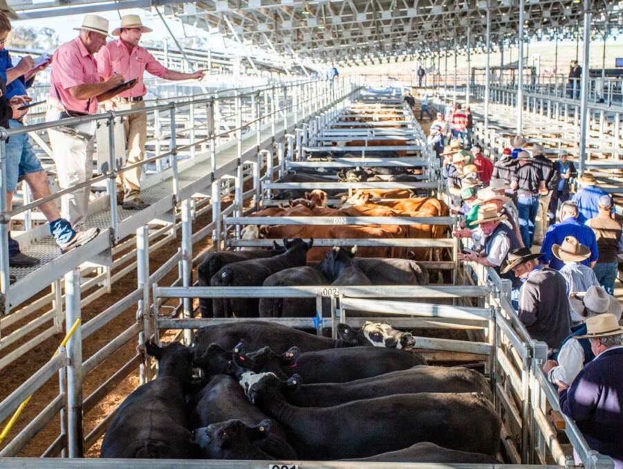EJ Merriman and Son, Yass, sold seven, 671kg Angus-cross cows for 305.6c/kg, or $2051.89/head, at the the South Eastern Livestock Exchange near Yass last week. 
