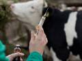 A new medicines disposal system known as RUM for animal medecines will help relieve farms of leftover medicines.