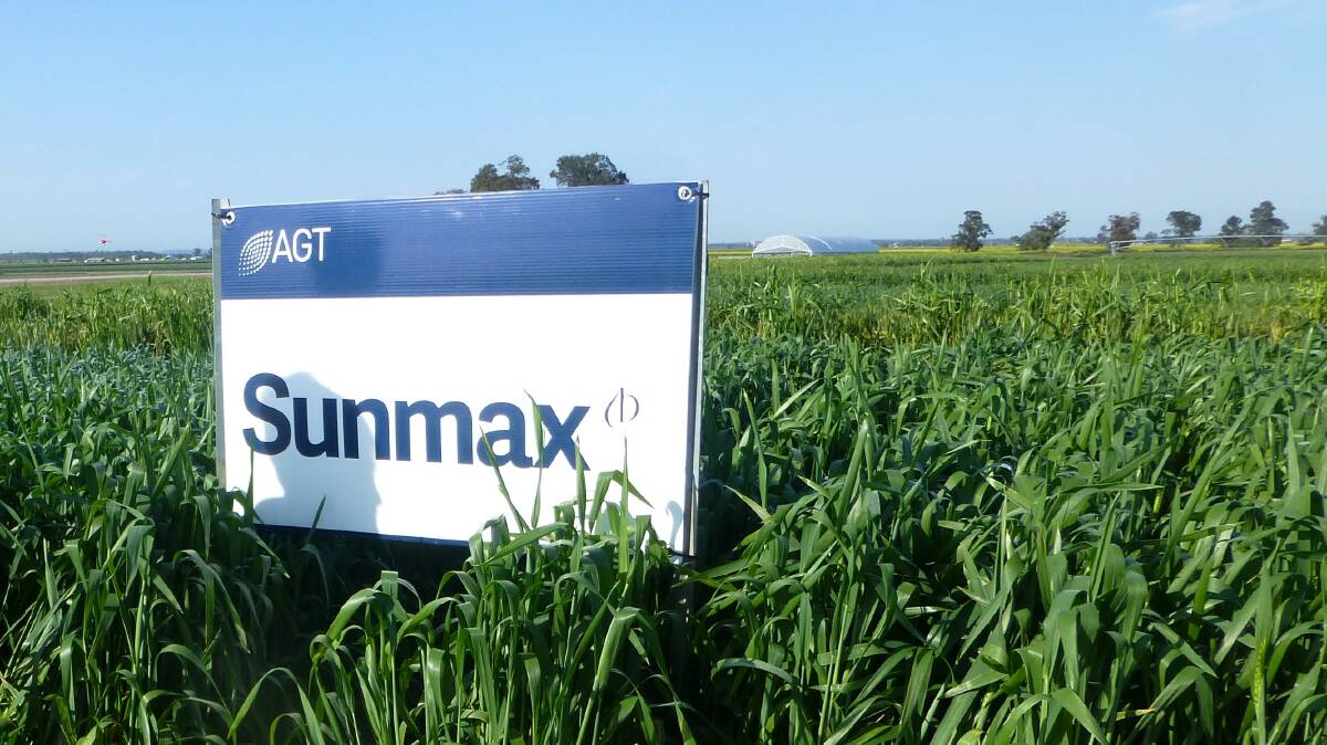 Sunmax, one of several currently available wheat varieties with good tolerance to acidic soils. Where soil acidity, either in the topsoil or sub soil is likely, it is best to choose varieties within a species (e.g. wheat) with good tolerance.
