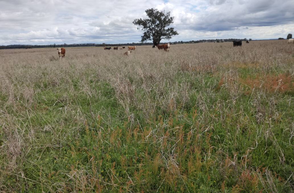 Grazing management, based on what is suitable for a given pasture species mix, seasonal conditions, time of year, is important for pastures and soil carbon levels. 