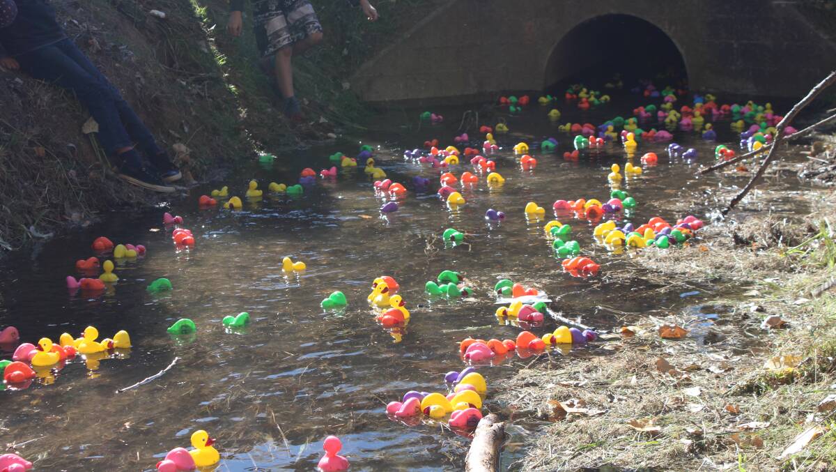 Adaminaby's annual rubber duck race.