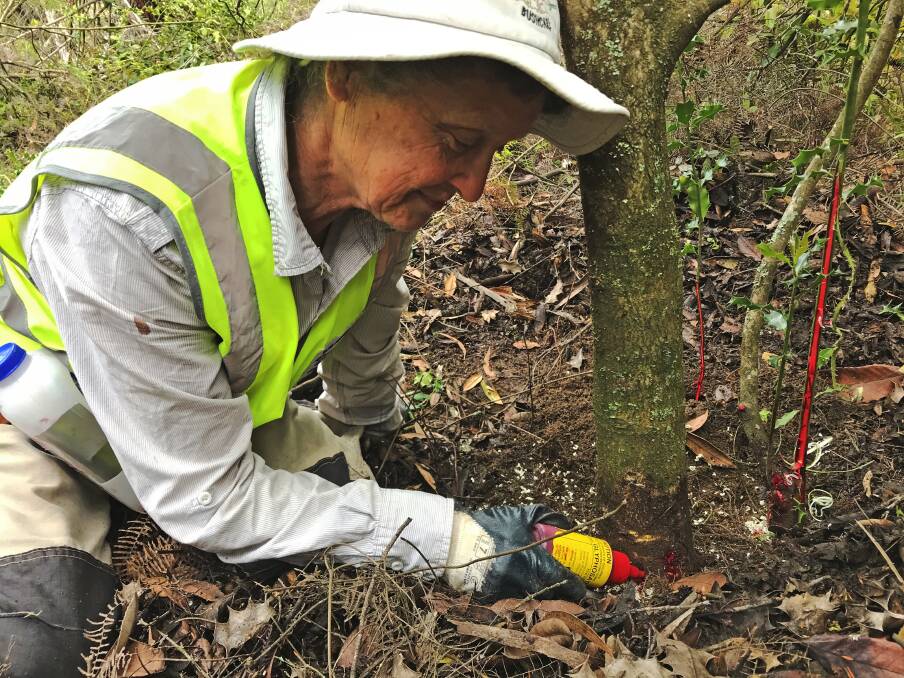 A Bushcare worker at Narrow Neck applies glyphosate to kill an invasive tree species.