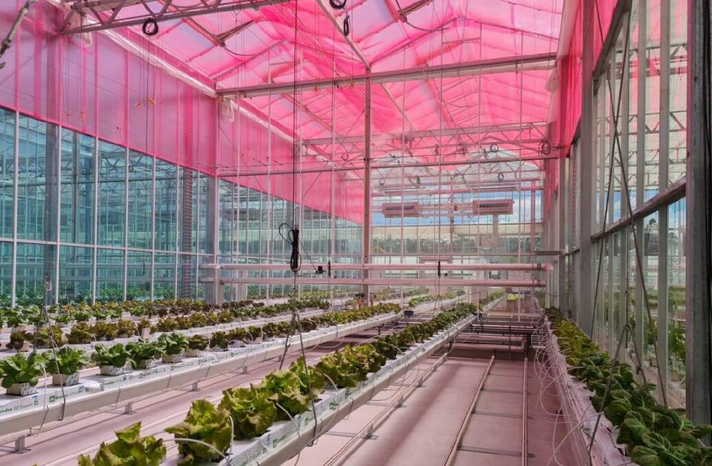 Smartfilms for glasshouses is one technology being pioneered at the WSU's Hawkesbury campus.