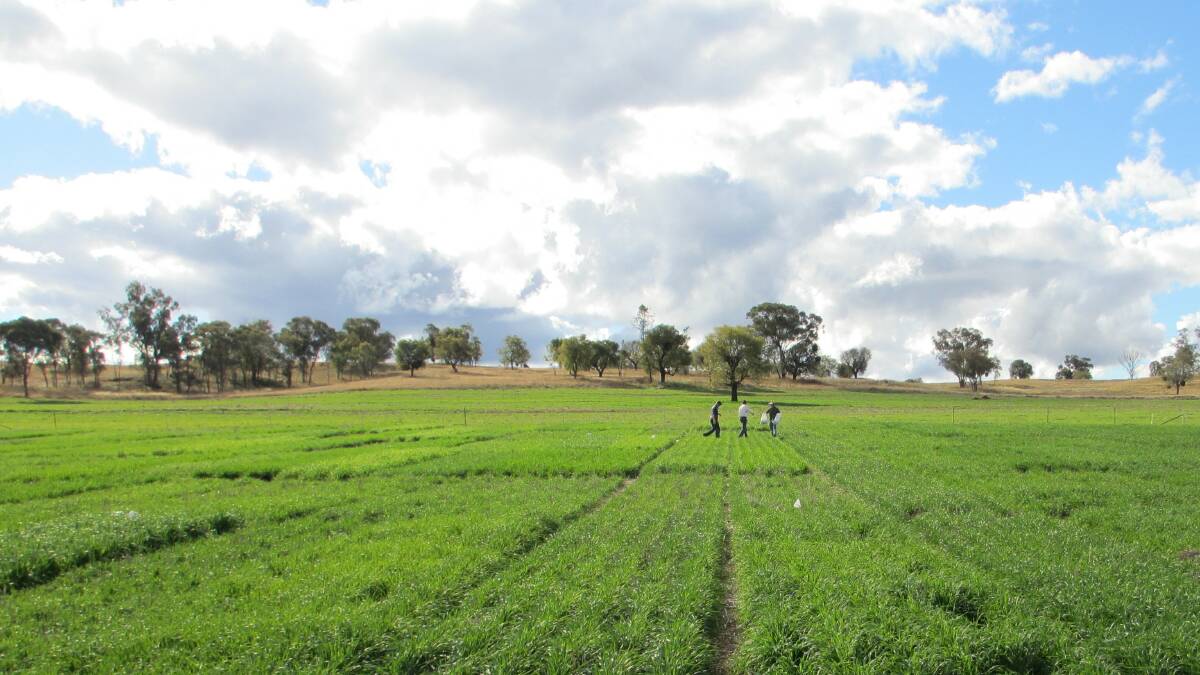 A dual purpose cereal trial conducted by NSW DPI on Peter and Deb Redden's property Naparoo Purlewaugh, central west NSW. 