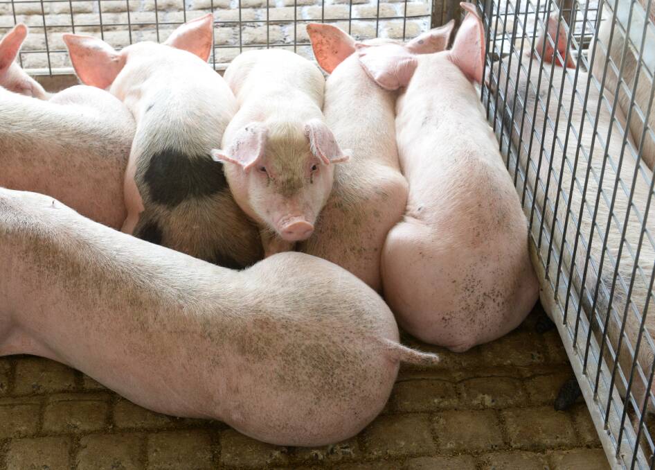 The number of pigs for auction at Forbes has almost halved in the last month as the drought, feed costs and poor prices drive producers out of the industry. Up to 80 per cent of traditional vendors to Forbes pig market have quit the industry. Photo by Rachael Webb.