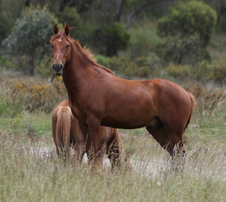 A wild horse on Long Plain in the northern part of Kosciuszko. Photo by John Ellicott.